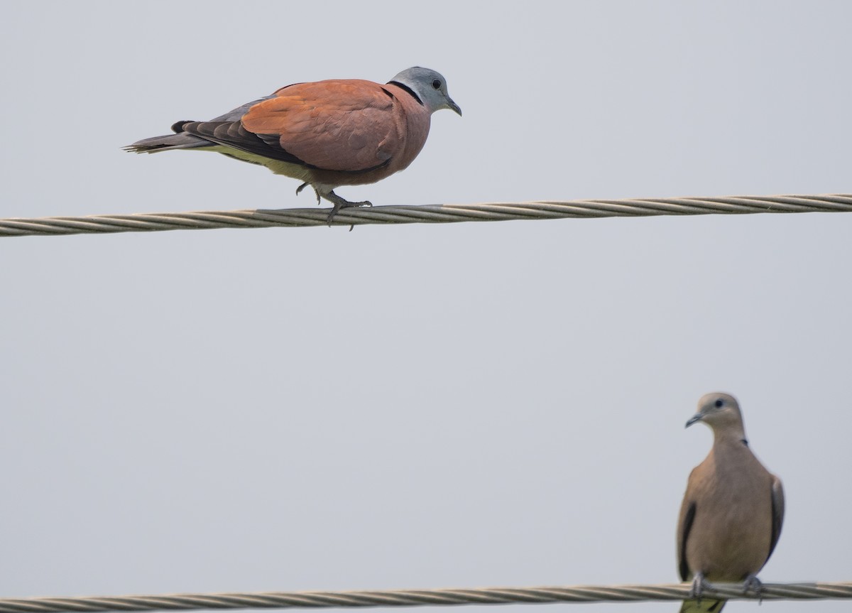Red Collared-Dove - ML619049517