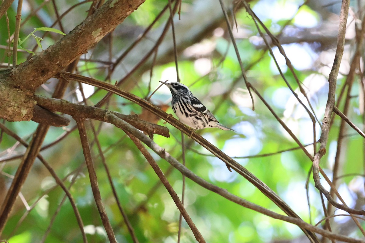 Black-and-white Warbler - ML619049558