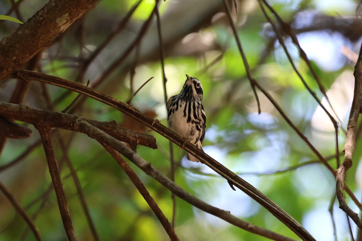 Black-and-white Warbler - ML619049560