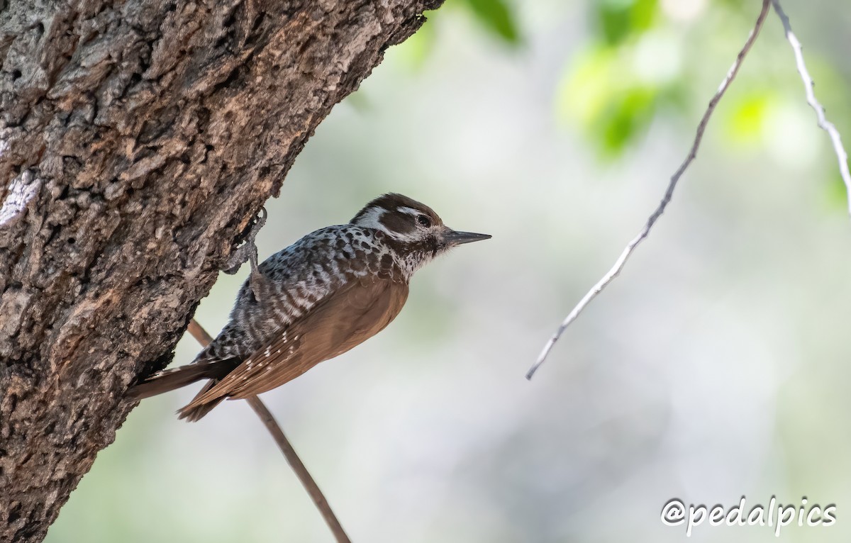 Arizona Woodpecker - ML619049595