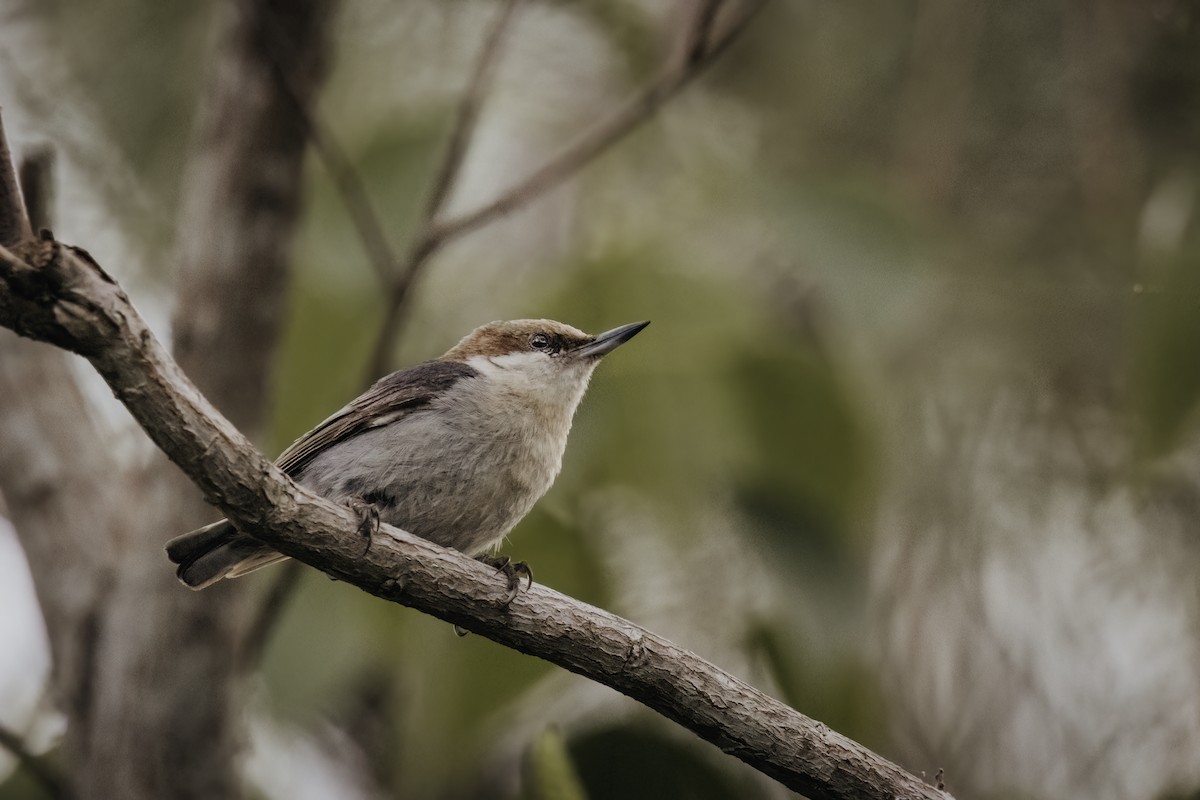 Brown-headed Nuthatch - ML619049601