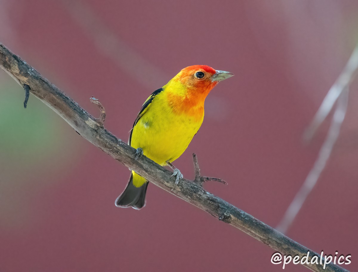 Western Tanager - ML619049622