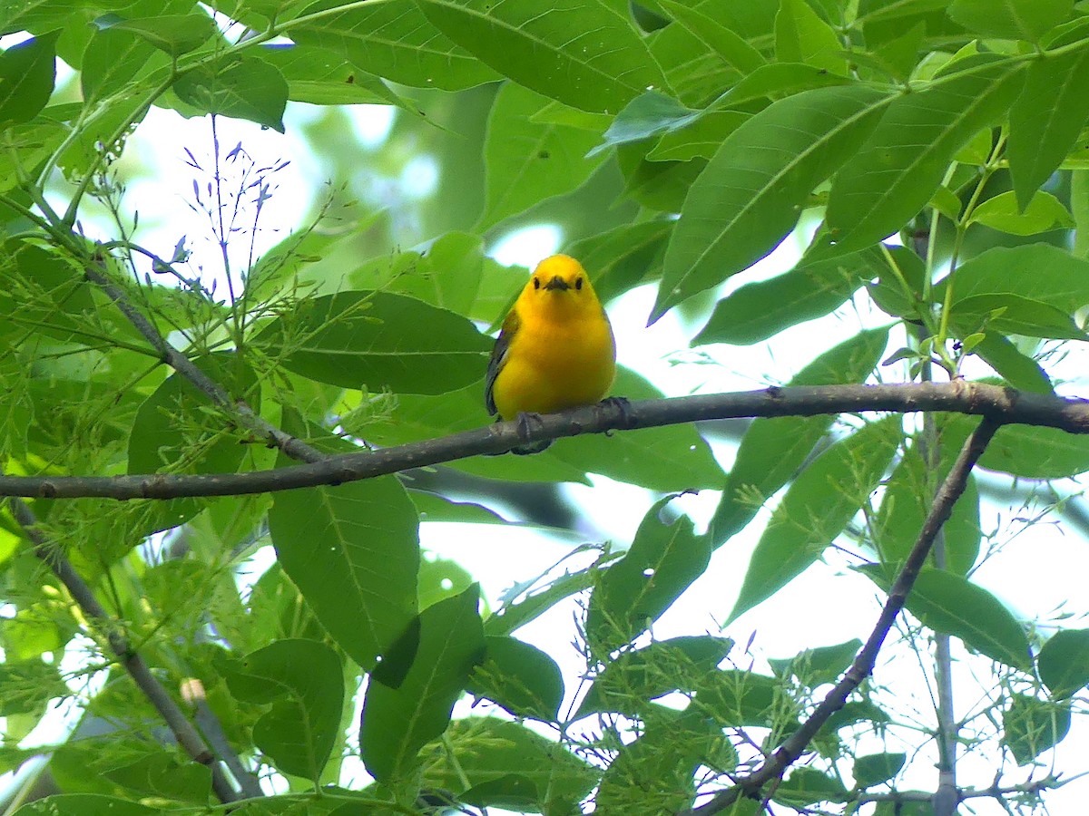 Prothonotary Warbler - Phil St. Romain