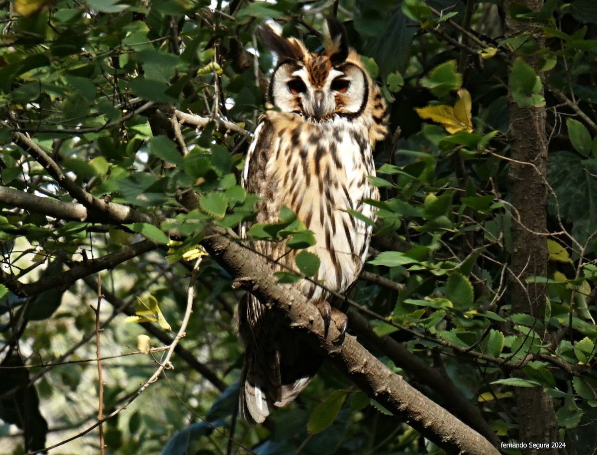 Striped Owl - ML619049651