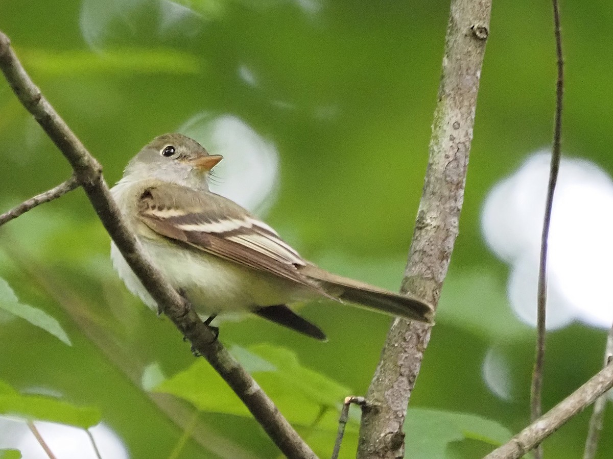 Acadian Flycatcher - Luc and Therese Jacobs