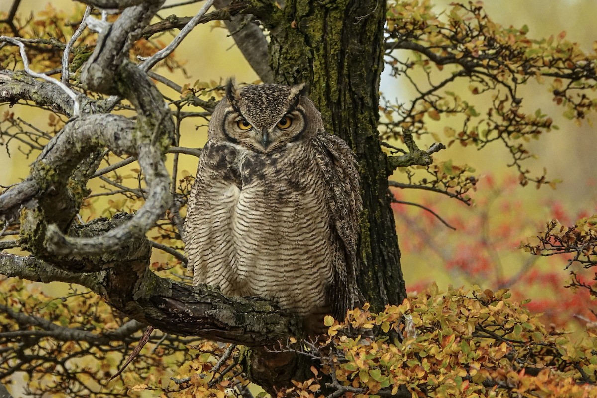 Lesser Horned Owl - ML619049762