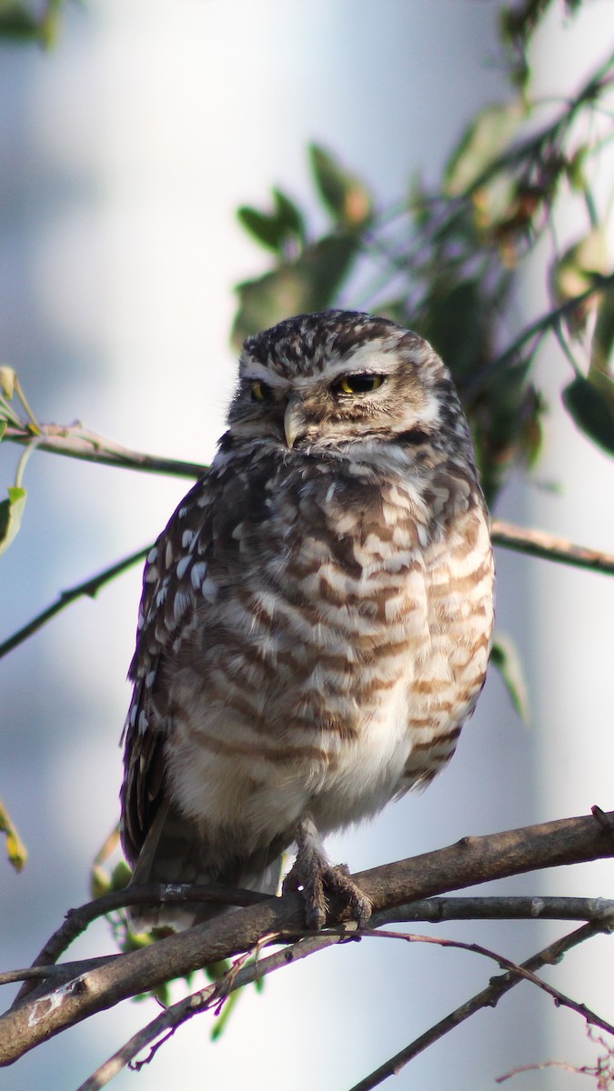 Burrowing Owl - ML619049770