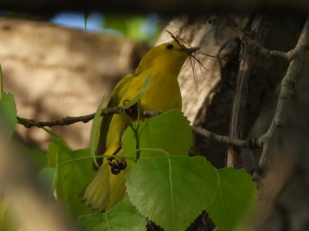 Yellow Warbler - ML619049824