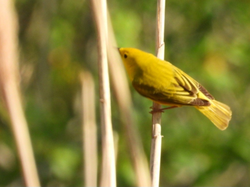 Yellow Warbler - Cliff Dekdebrun