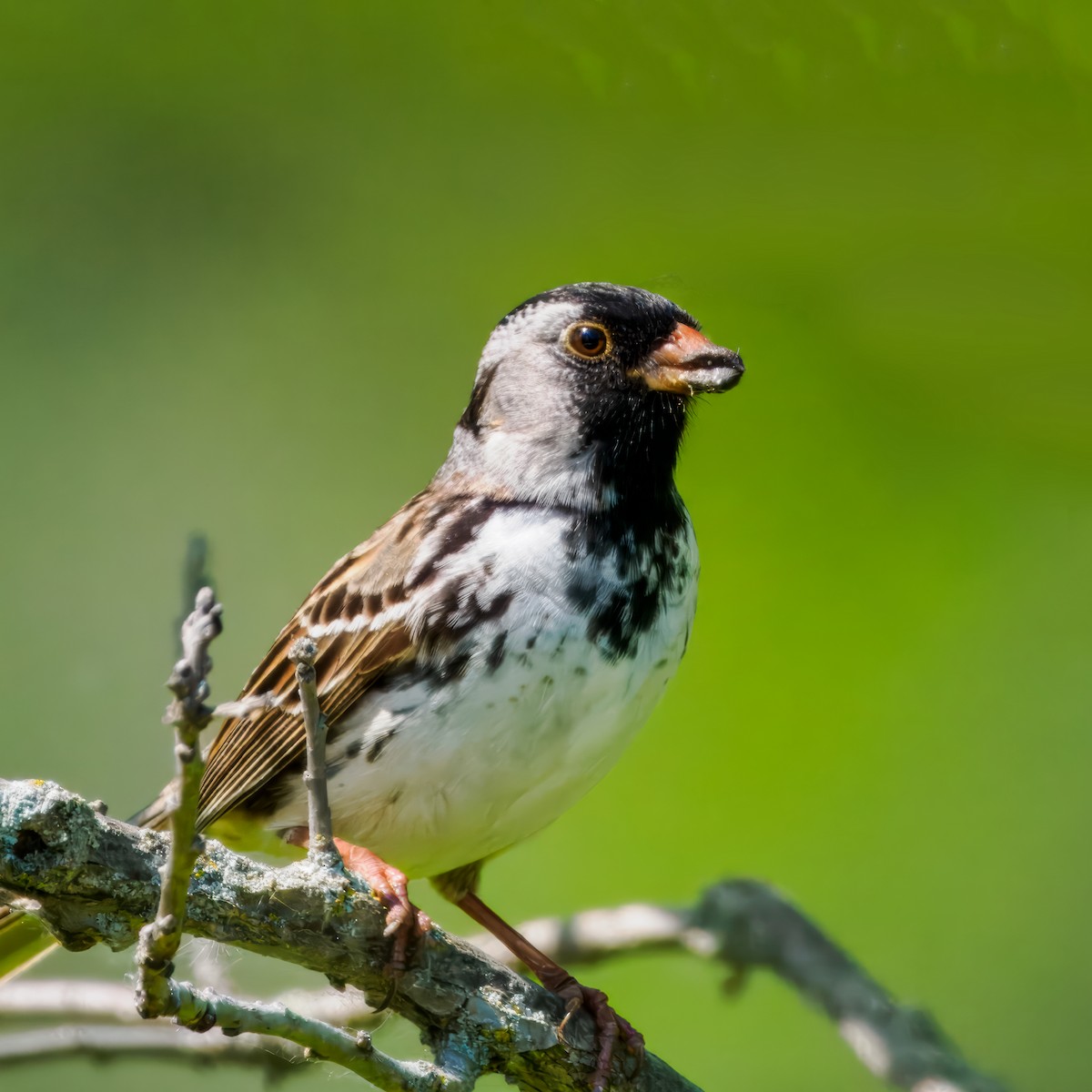 Harris's Sparrow - ML619049922