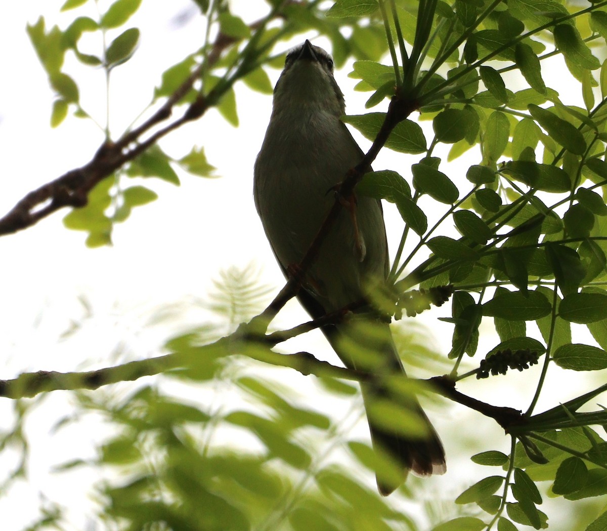 Red-eyed Vireo - MA 2