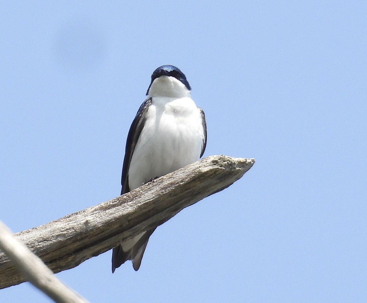 Tree Swallow - ML619049924