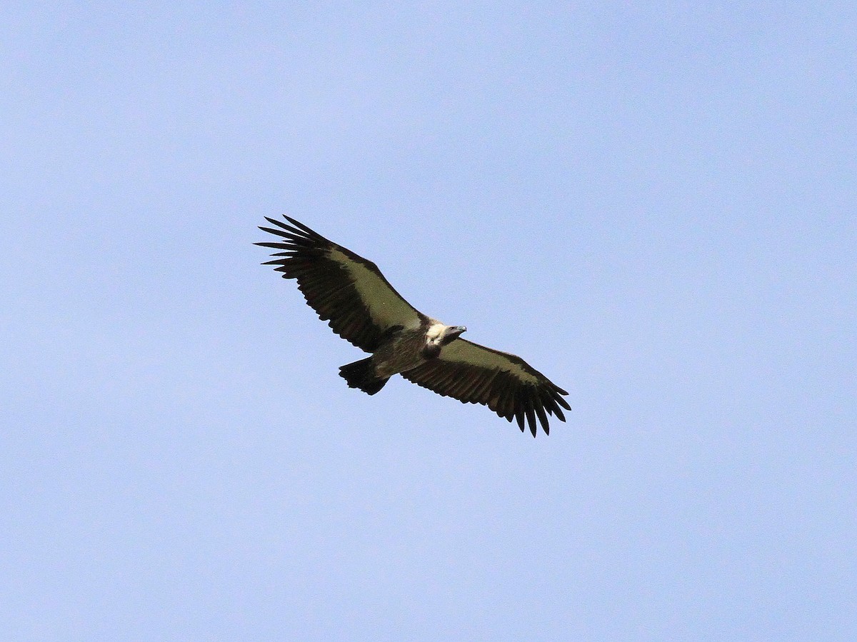 White-backed Vulture - ML619049978