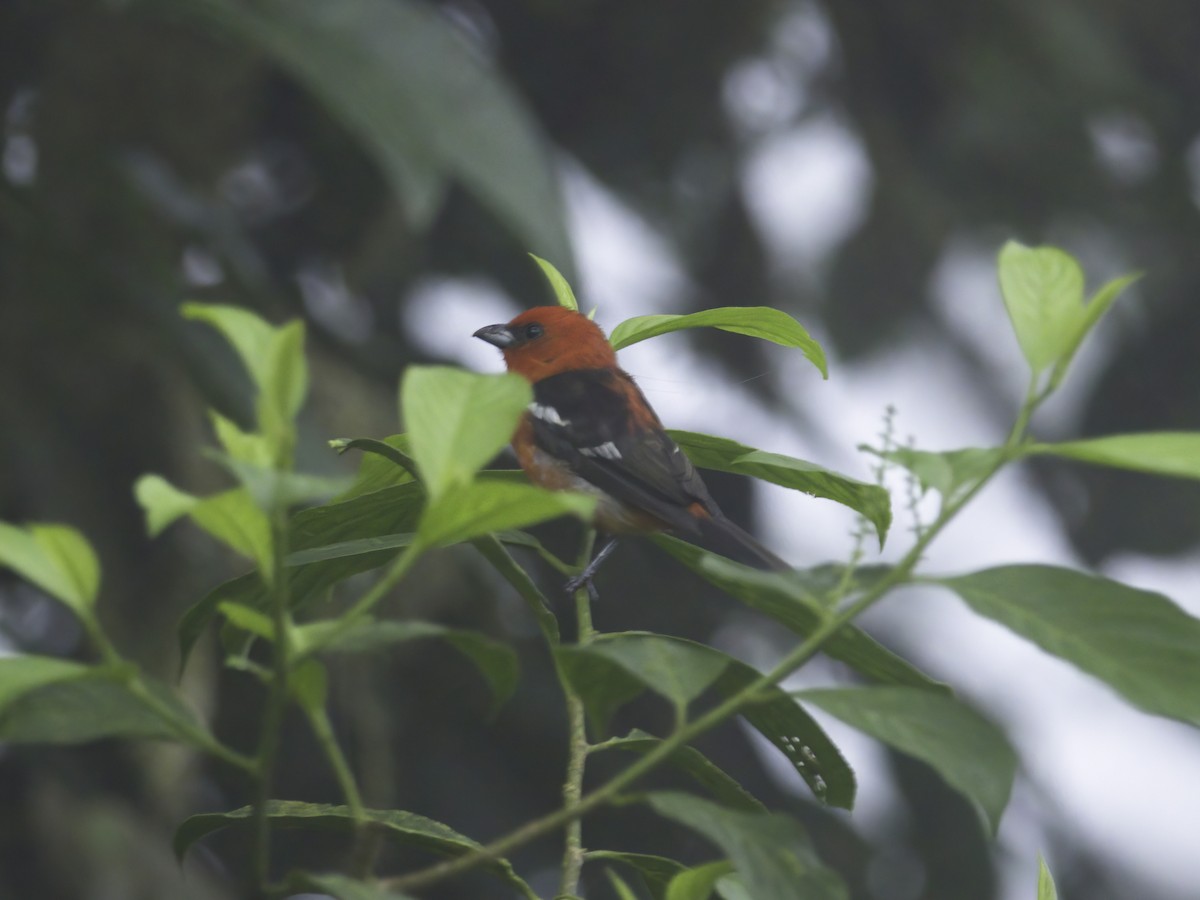 White-winged Tanager - ML619049990
