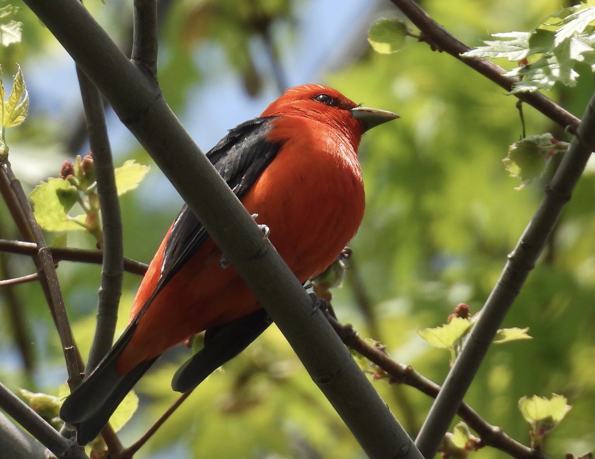 Scarlet Tanager - ML619049994
