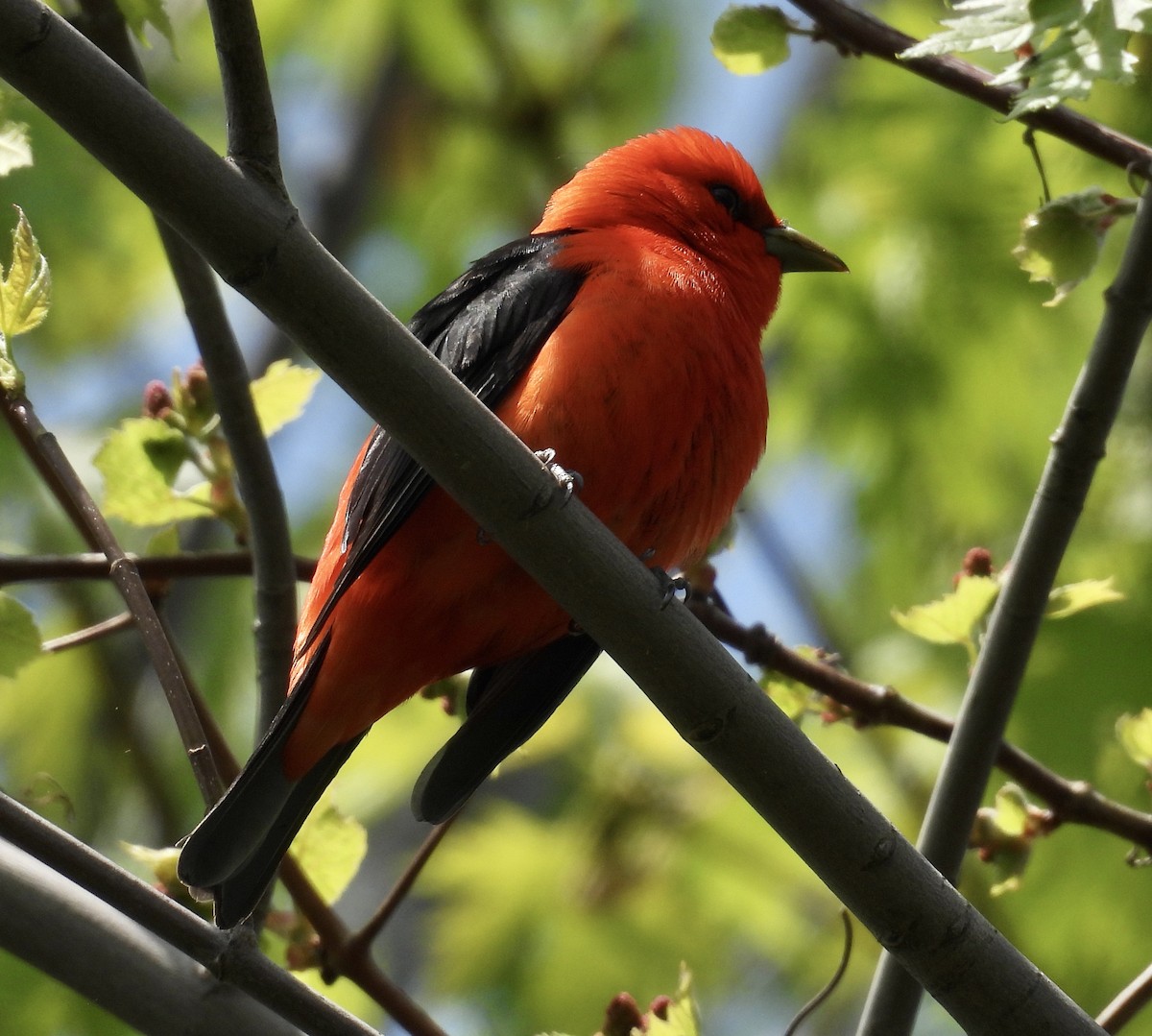 Scarlet Tanager - ML619049996