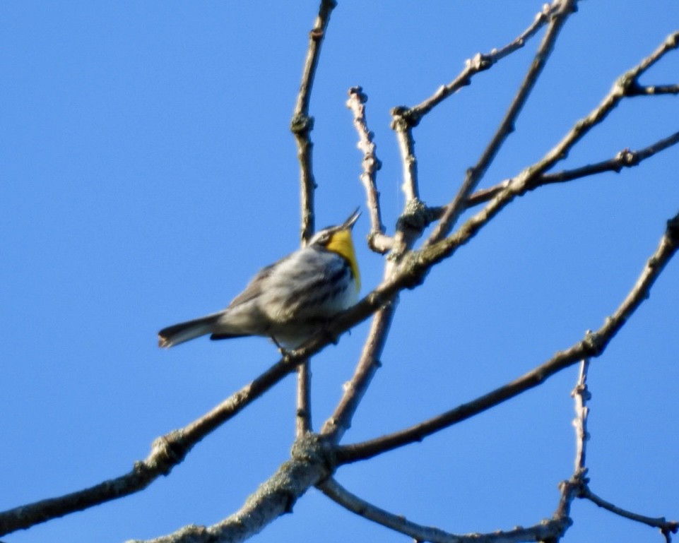 Yellow-throated Warbler - ML619050060
