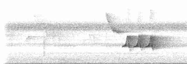 White-breasted Wood-Wren (Black-capped) - ML619050085