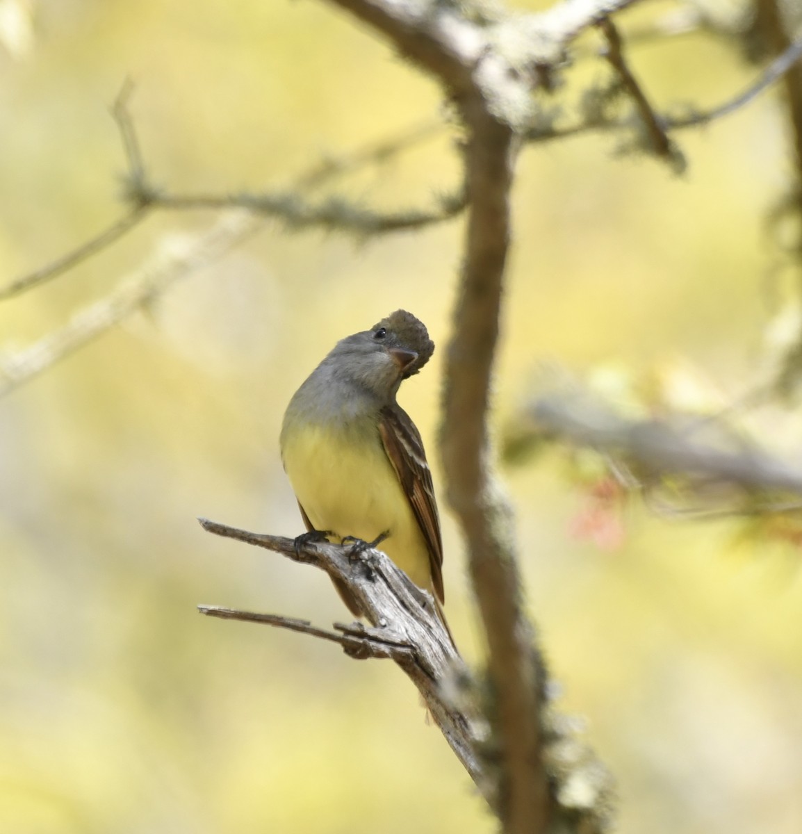 Great Crested Flycatcher - ML619050105