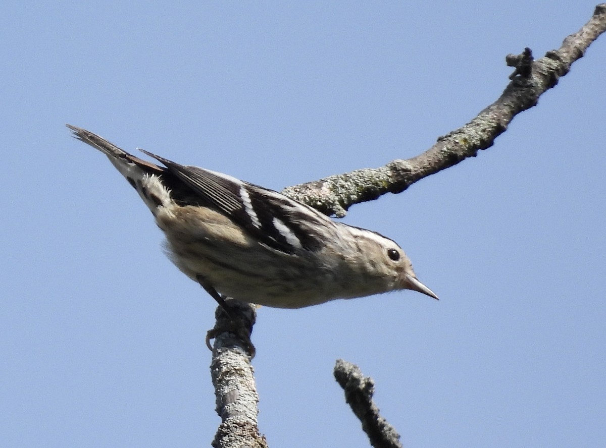 Black-and-white Warbler - ML619050150