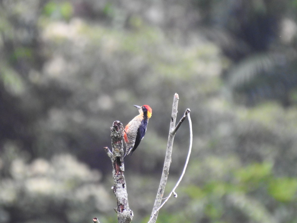 Beautiful Woodpecker - ML619050170