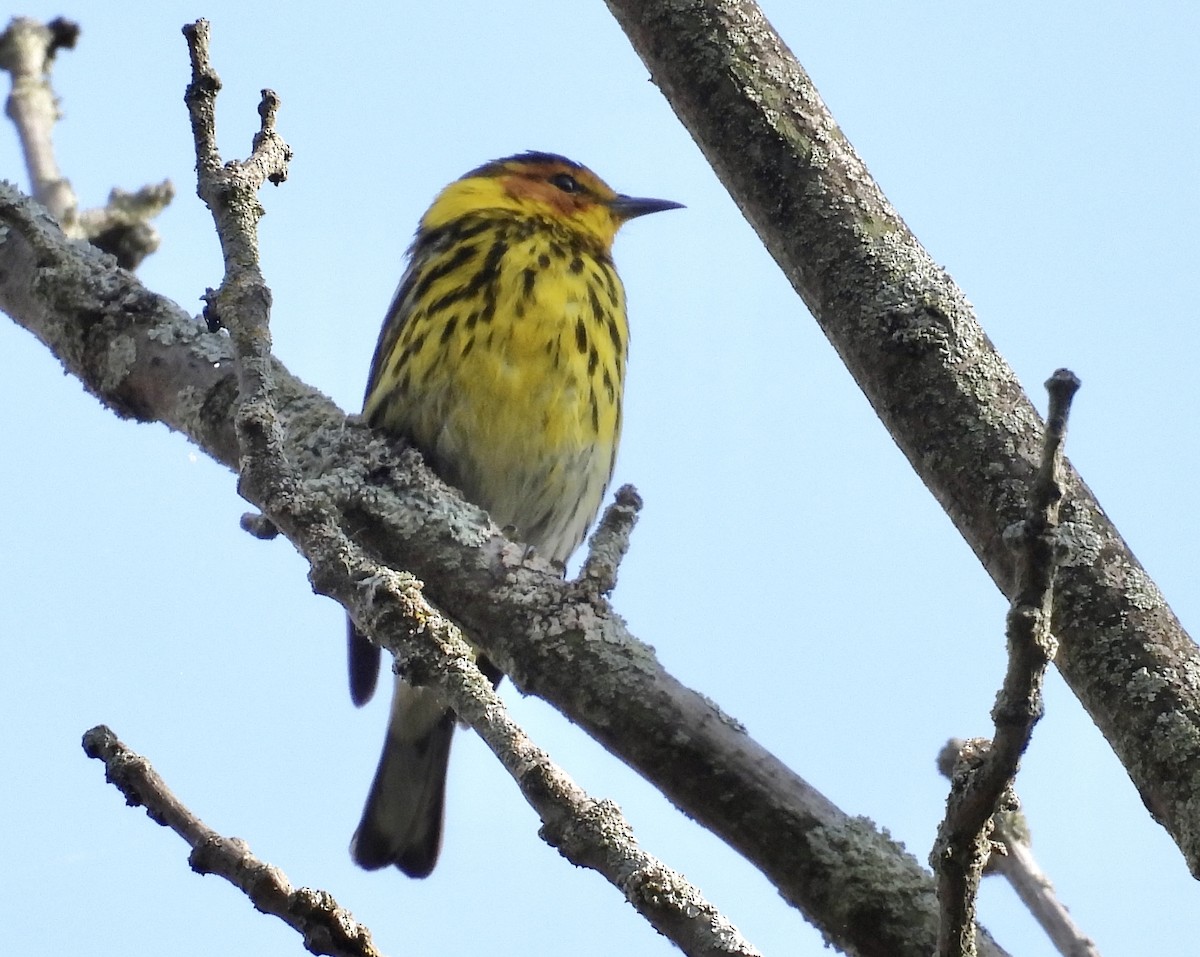 Cape May Warbler - ML619050173