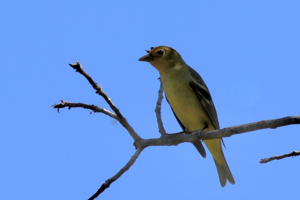 Western Tanager - ML619050187