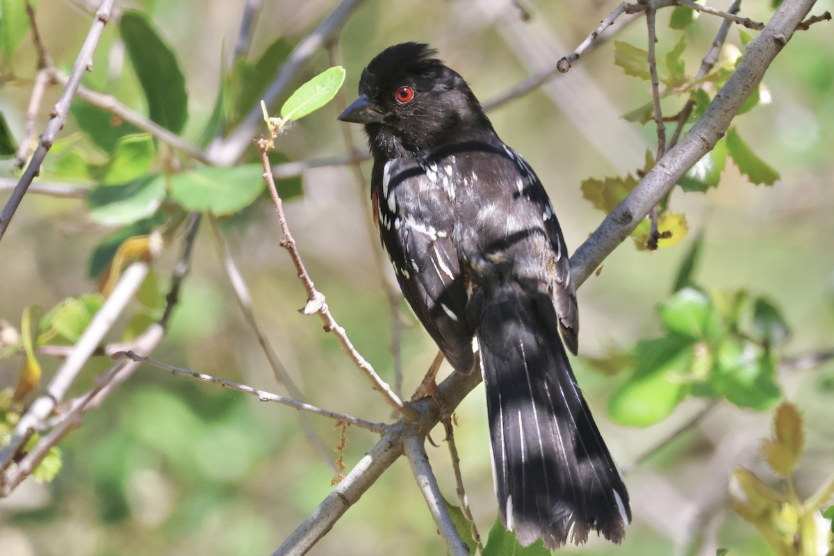 Spotted Towhee - ML619050192