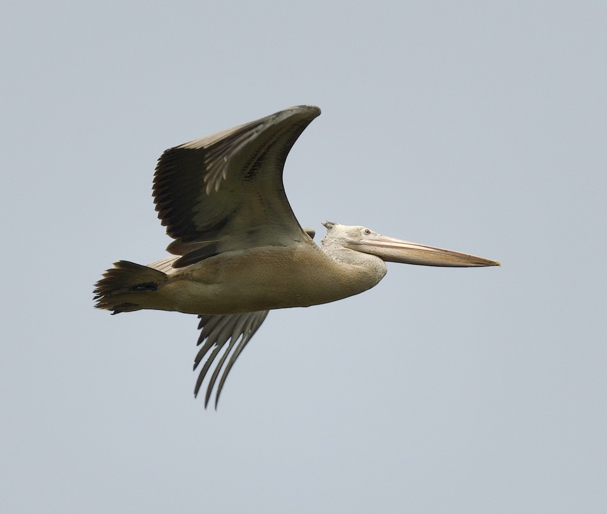 pelikán skvrnozobý - ML619050201