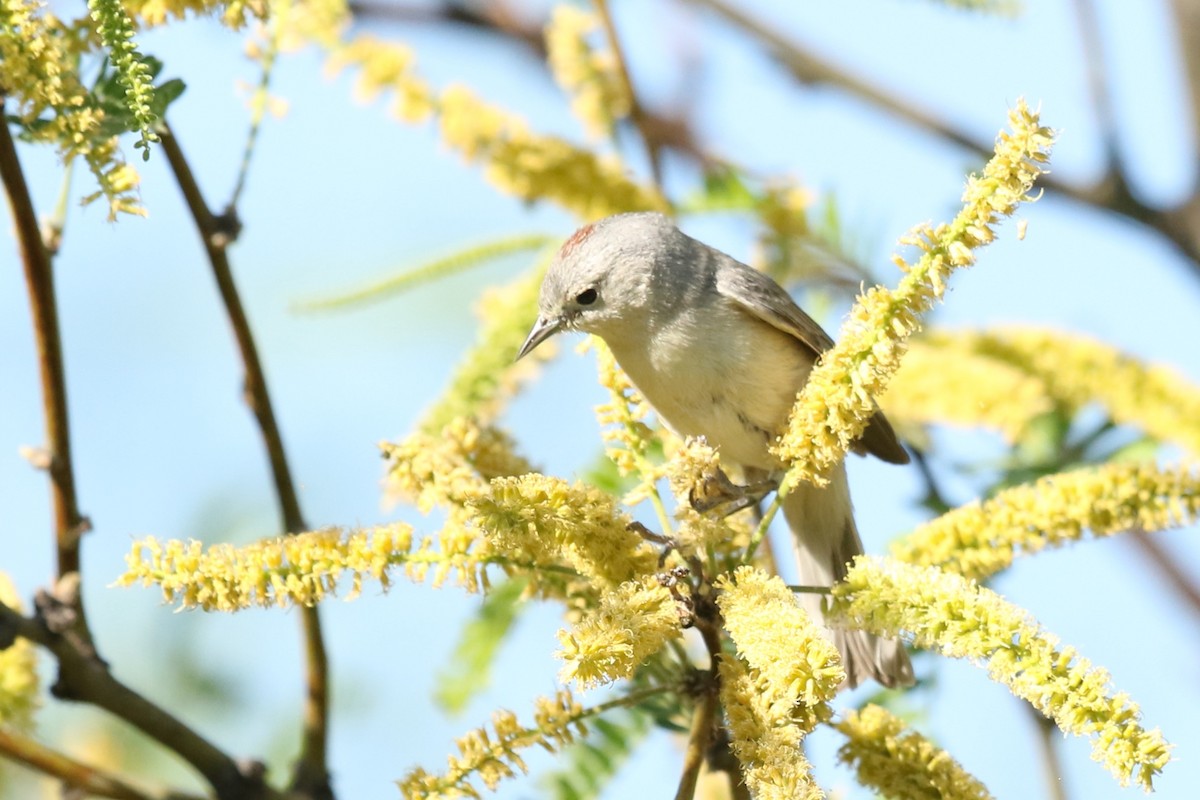 Lucy's Warbler - ML619050205