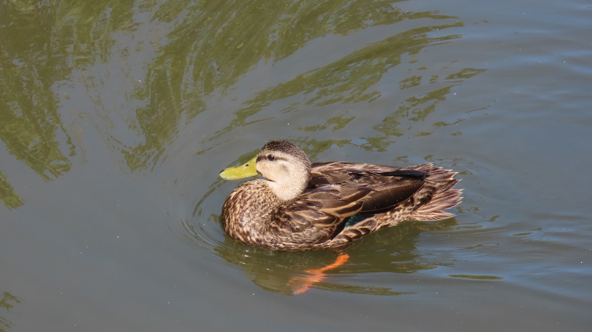 Mottled Duck (Gulf Coast) - ML619050207