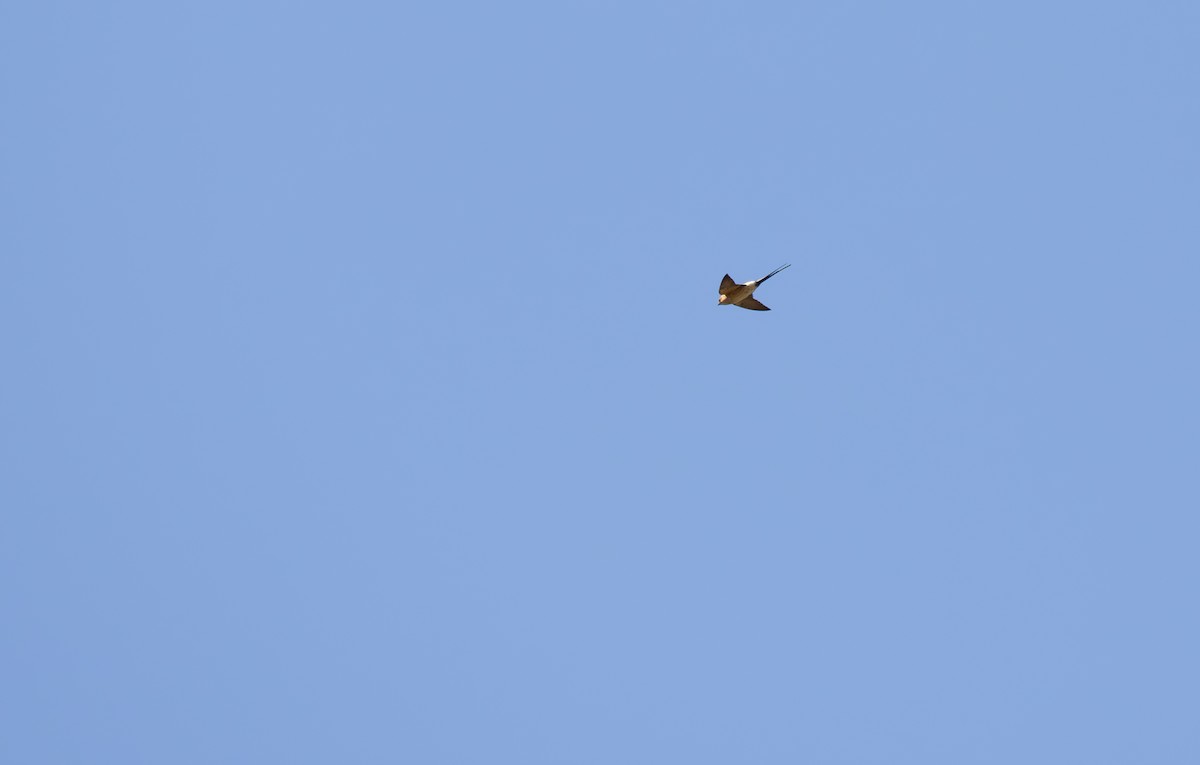 Red-rumped Swallow - ML619050226