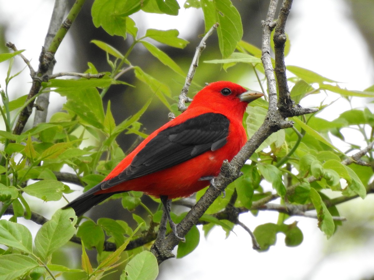 Scarlet Tanager - ML619050230