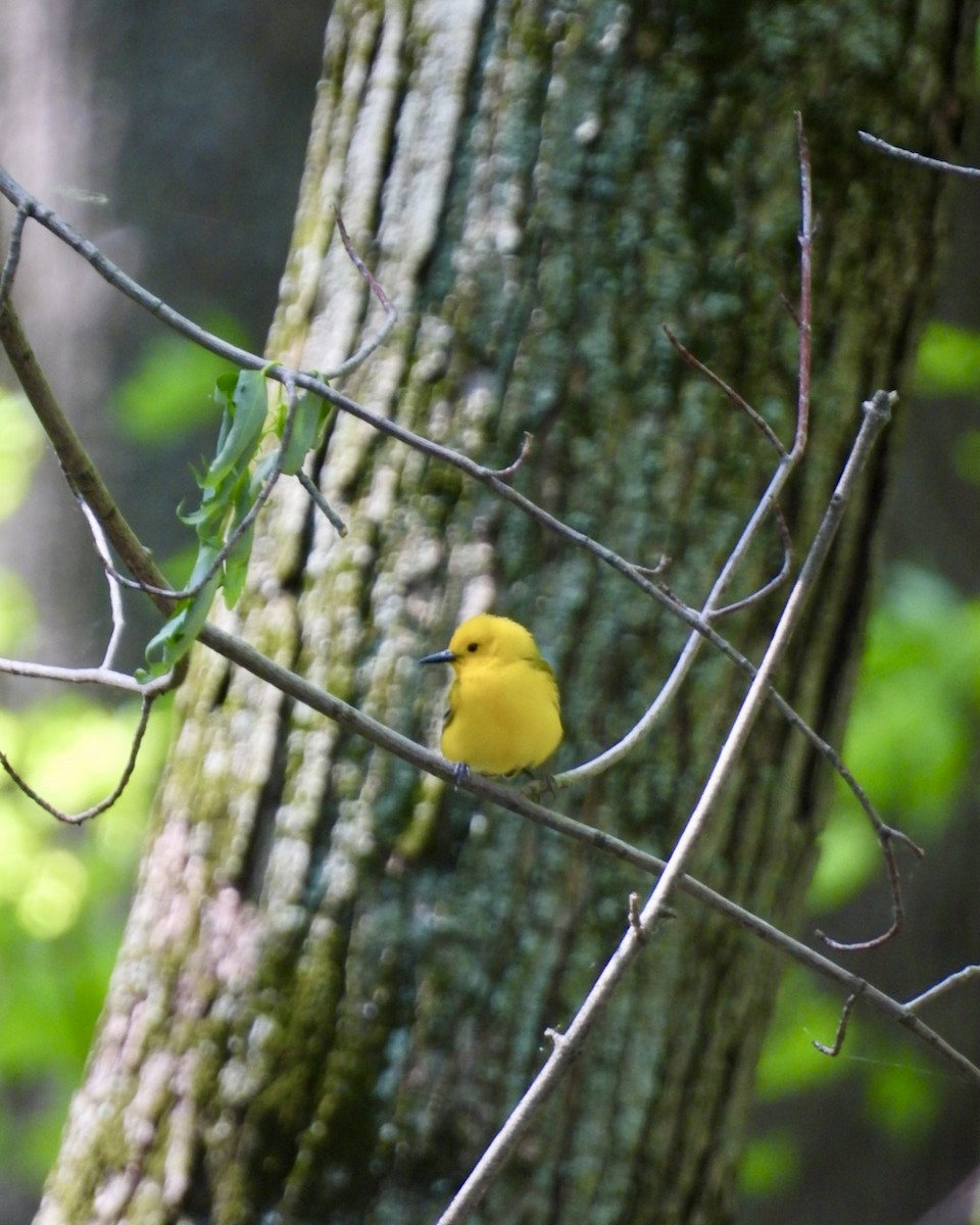 Prothonotary Warbler - ML619050253