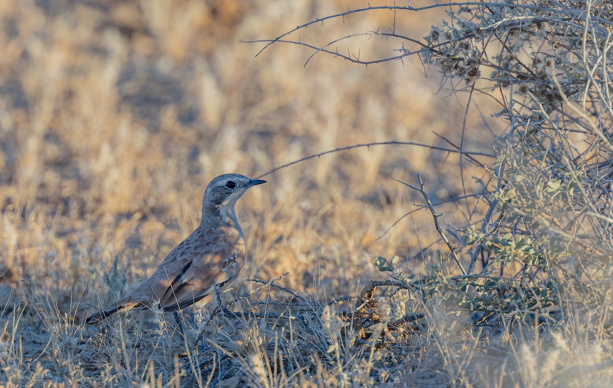 Cinnamon Quail-thrush - ML619050262