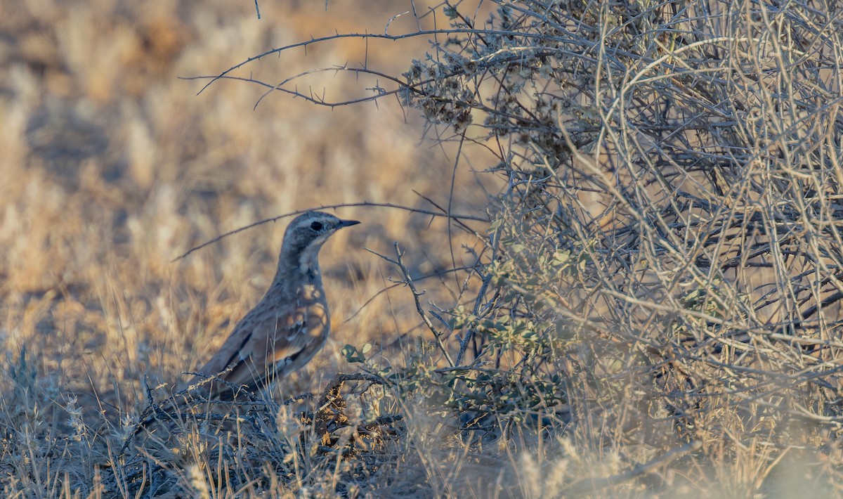 Cinnamon Quail-thrush - ML619050263