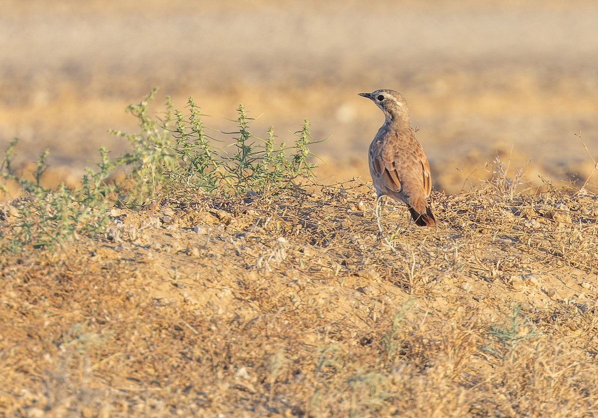 Cinnamon Quail-thrush - ML619050264