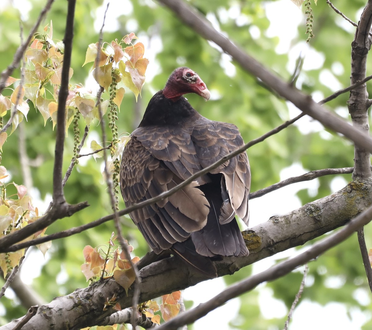 Turkey Vulture - ML619050279