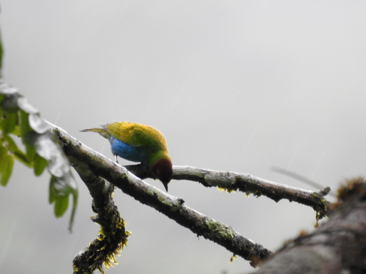 Bay-headed Tanager - ML619050281