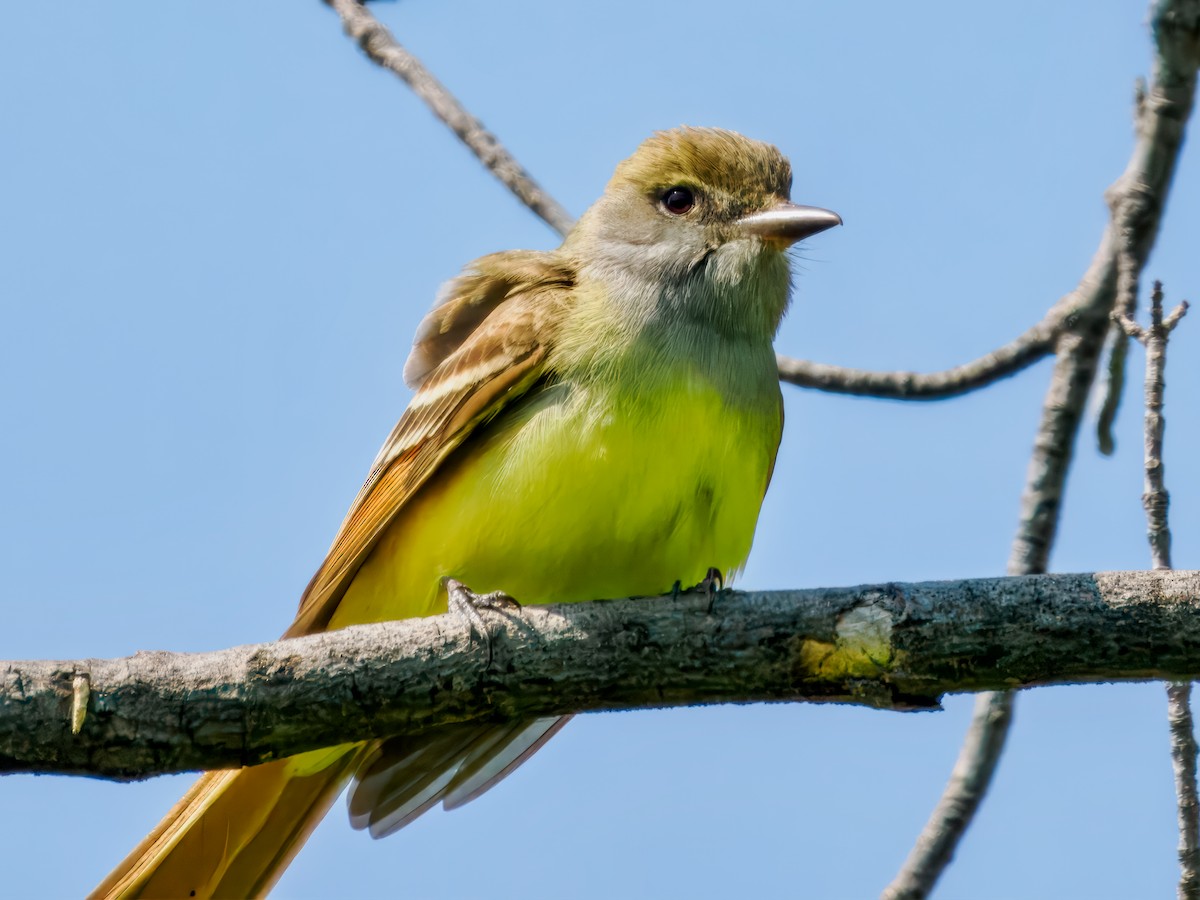 Great Crested Flycatcher - ML619050293