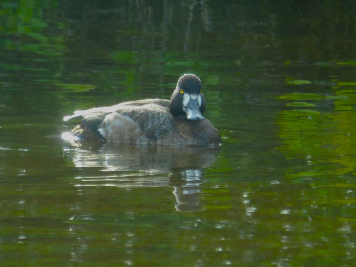 Greater Scaup - ML619050297