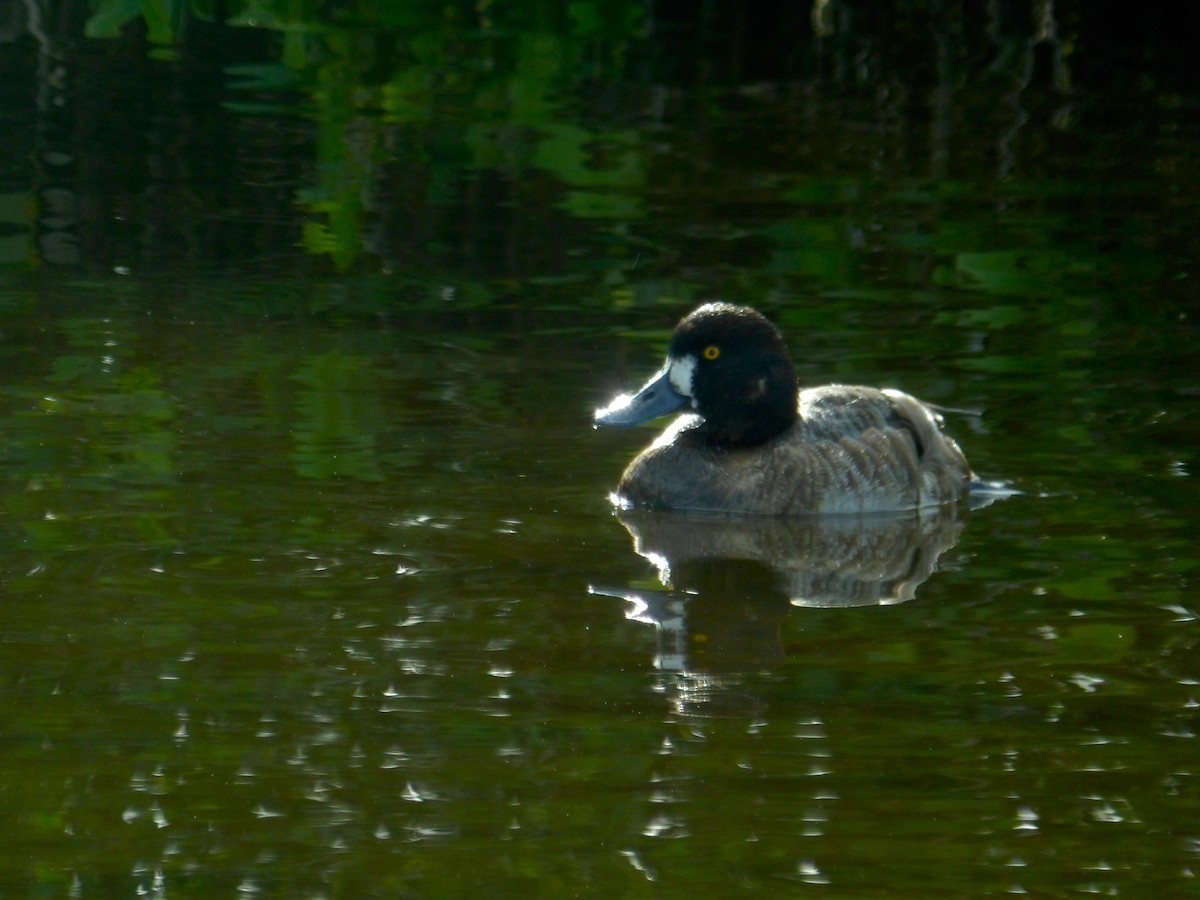 Greater Scaup - ML619050298