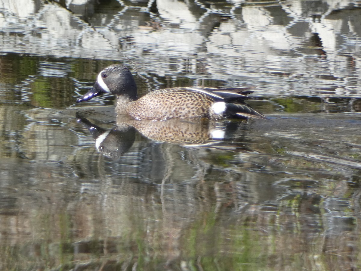 Blue-winged Teal - ML619050326