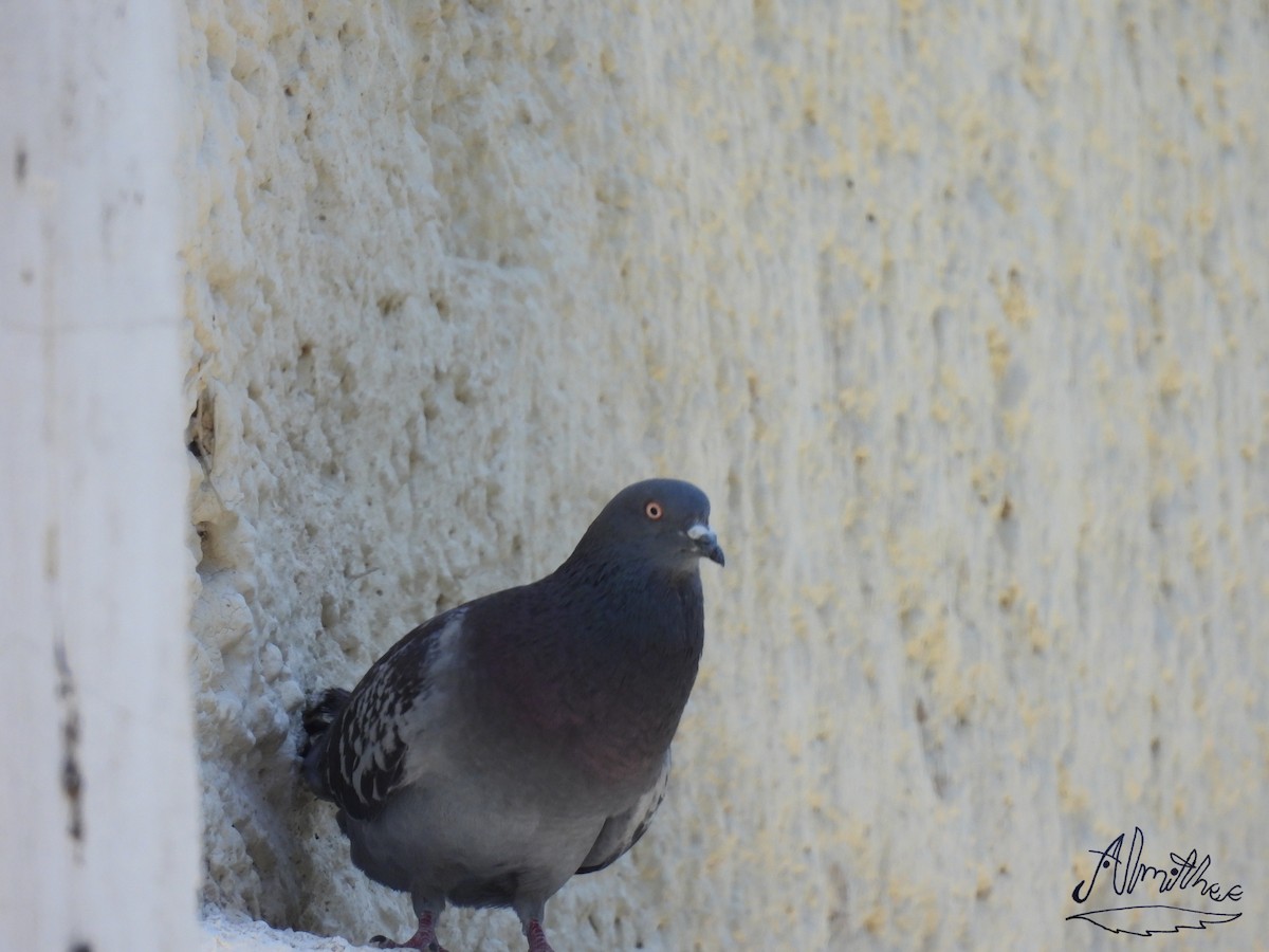 Rock Pigeon (Feral Pigeon) - ML619050347