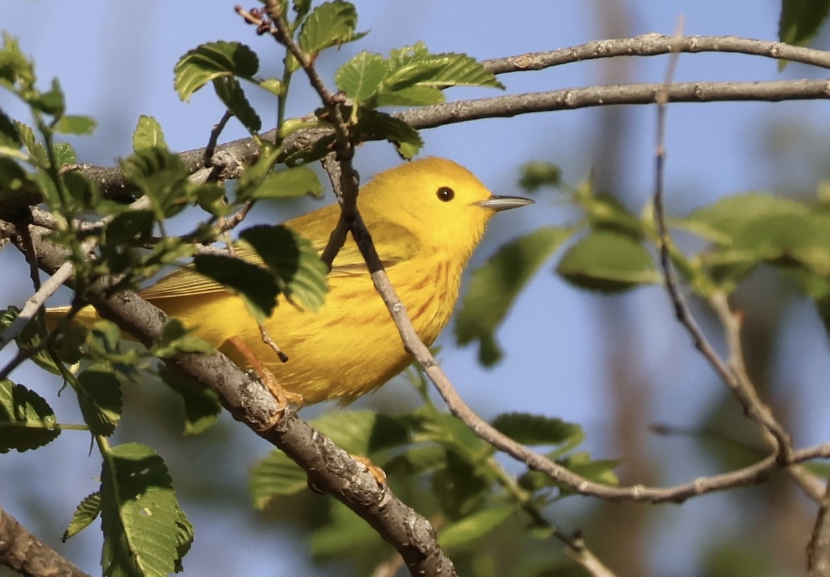 Yellow Warbler - Scott Shaum