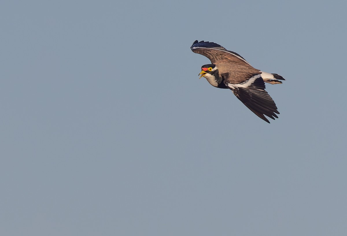 Banded Lapwing - ML619050377