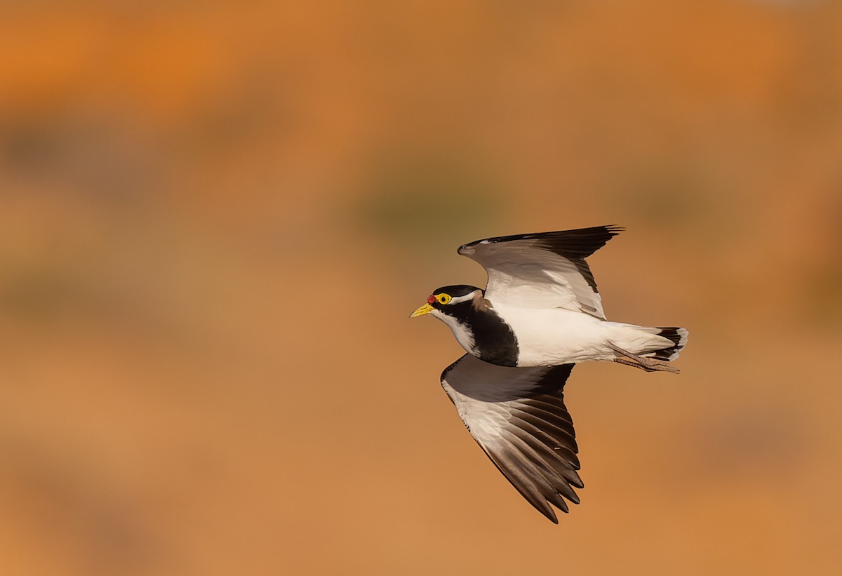 Banded Lapwing - ML619050378