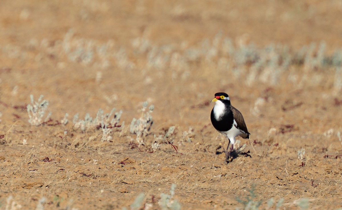 Banded Lapwing - ML619050379