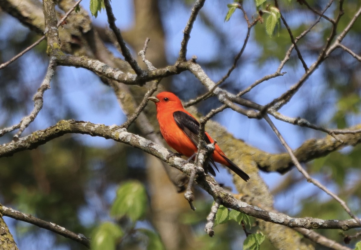 Scarlet Tanager - ML619050384