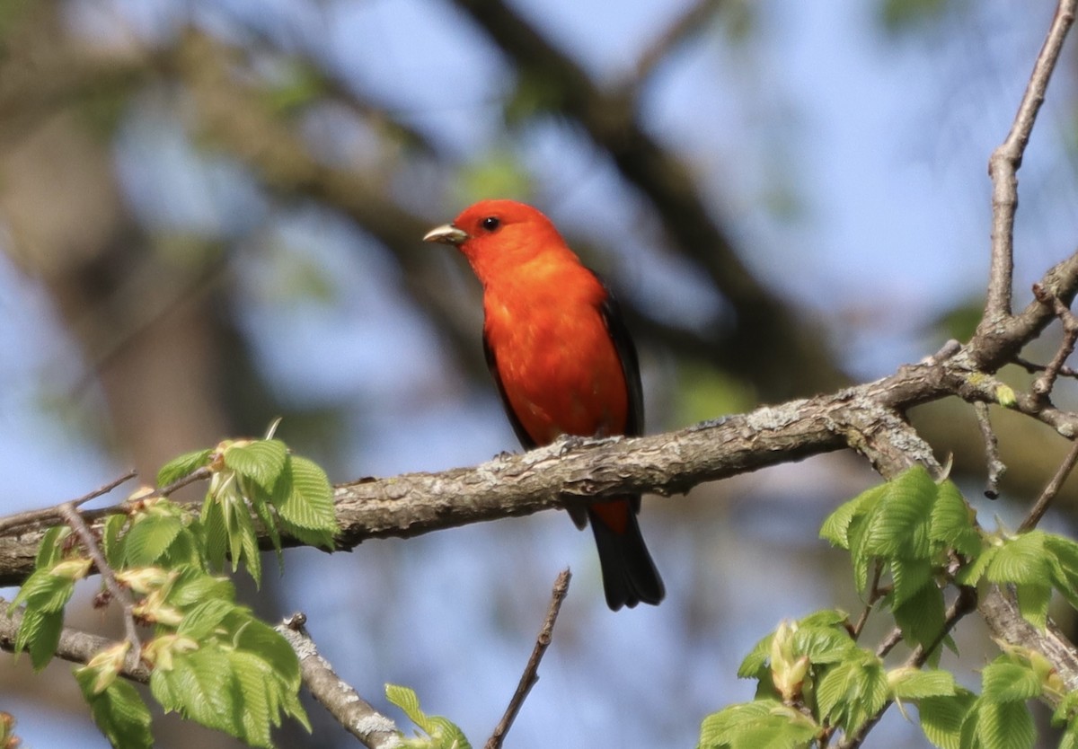Scarlet Tanager - ML619050385